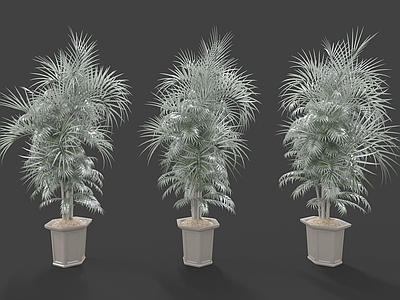 现代装饰植物