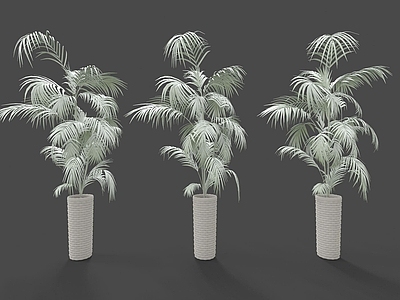 现代装饰植物