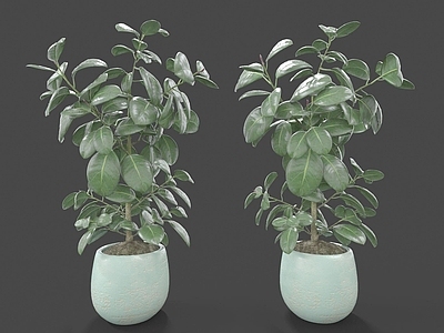 现代装饰植物