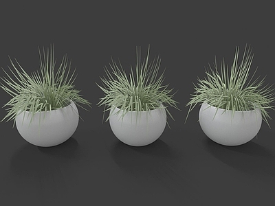 现代装饰植物