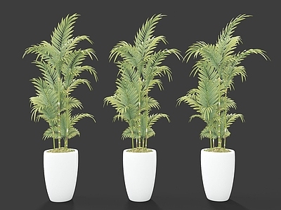 现代装饰植物