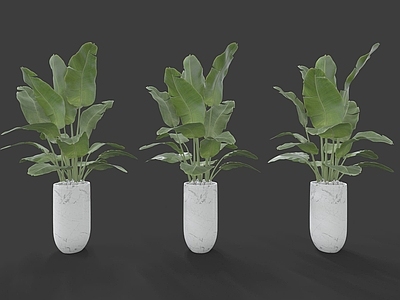 现代装饰植物