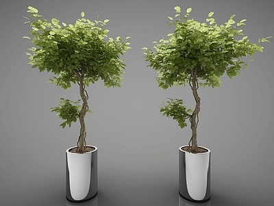 现代植物