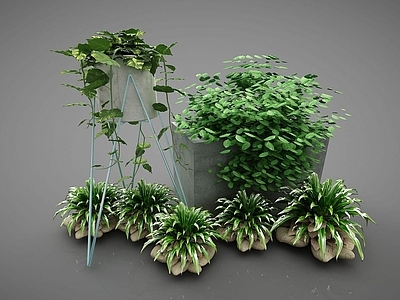 现代装饰植物