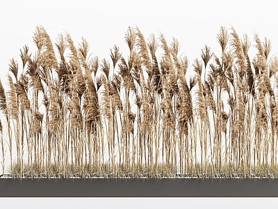 植物堆 芦苇 干草堆 枯草 植物堆 芦苇堆