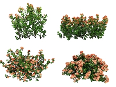 其他绿植 现代龙船花