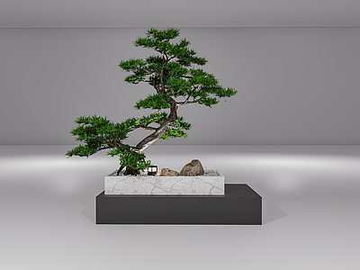 新中式现代其他小品 微景观 造型松 树池