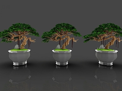 现代装饰植物