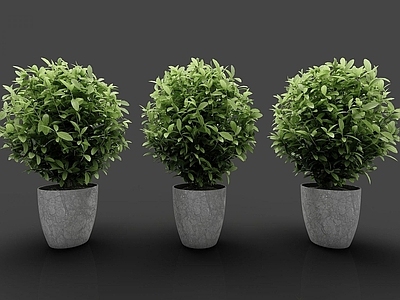 现代装饰植物