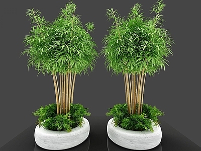 现代装饰植物