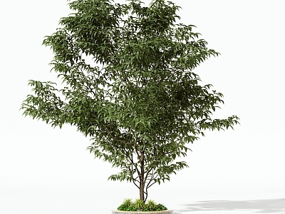 景观树 树木 乔木 灌木 绿植 盆栽