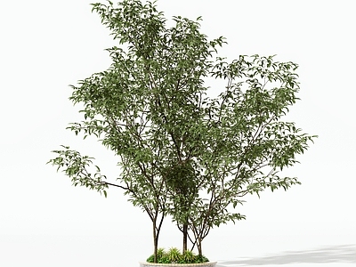 灌木 景观树 乔木 灌木 绿植 盆栽