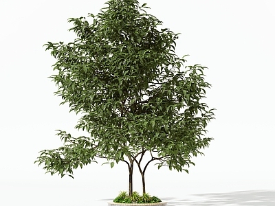 灌木 灌木 乔木 绿植 盆栽 景观树