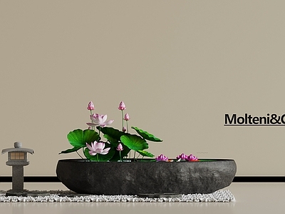 现代其他景观 荷花小景 雨莲