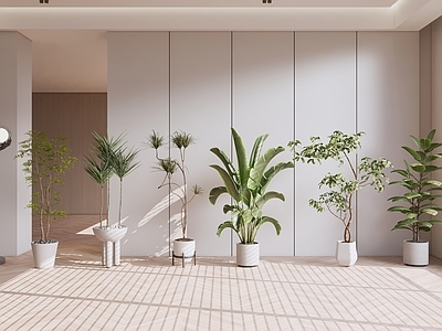 盆栽 绿植盆栽
