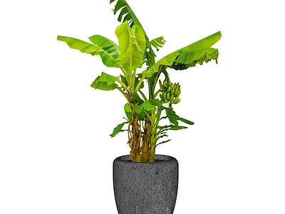 2D盆栽 香蕉树 芭蕉树 盆摘芭蕉