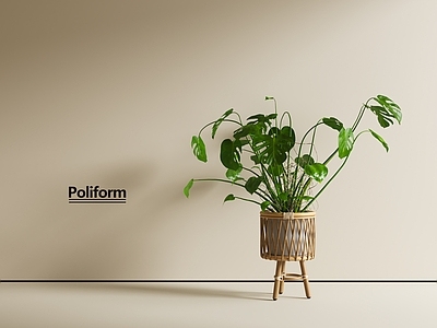 盆栽 盆栽 现代绿植 植物盆栽 花盆