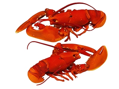 爬行类动物 龙虾 海鲜 动物 小龙虾 河鲜