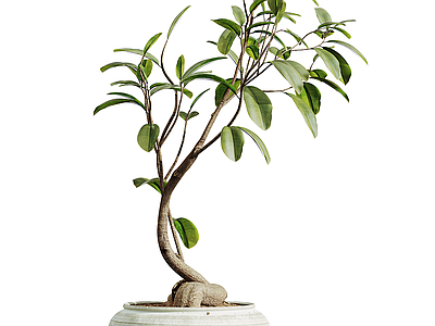 盆栽 现代盆栽 景观绿植 植物 盆景
