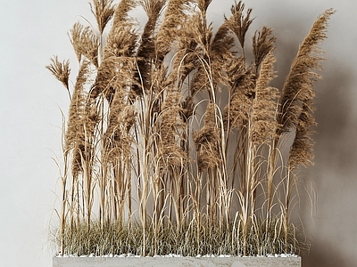 植物堆 芦苇 芦苇堆 干草 干草堆 花坛植物堆