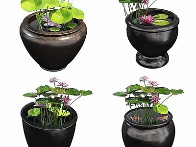 水生植物 瓦缸石缸 荷花 水生植物