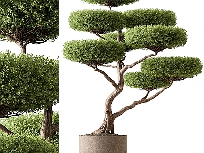盆栽 迎客松 绿植盆栽