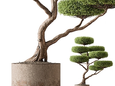 盆栽 迎客松绿植盆栽
