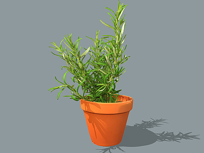 盆栽 迷迭香 海洋之露 艾菊草药 盆摘植物 迷迭香盆摘