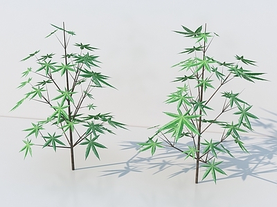 灌木 灌木