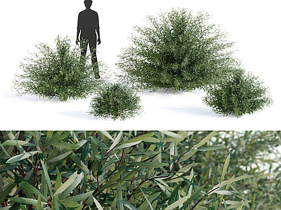 灌木 灌木丛 绿植球 绿植堆 户外灌木 庭院绿植
