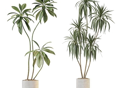 盆栽 现代绿植盆栽