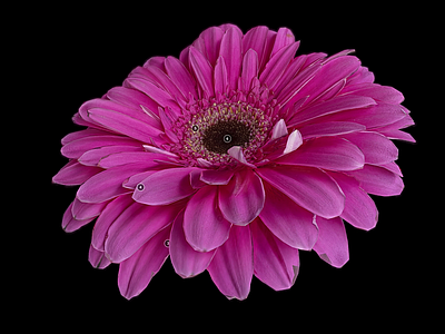 花 非洲菊 花解剖学 植物绿植 野菊花 野花花朵