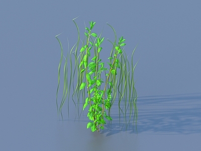 花草组合 水草 蔬菜 菜叶