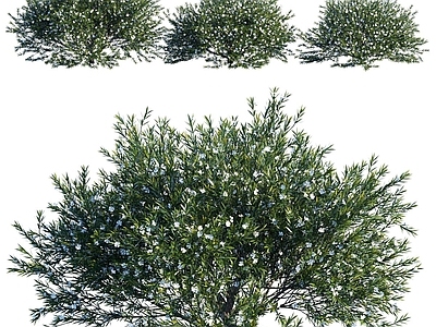 灌木