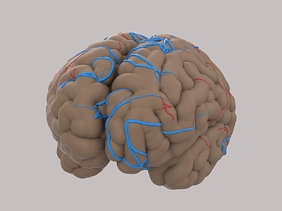现代医疗器材 人体器官大脑结构