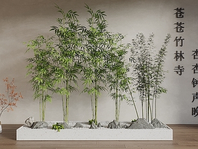 竹子 盆栽竹子 树池竹子 景观竹 青竹 景观石