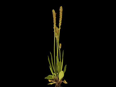 草 花草 野草 杂草 小草 扫描植物