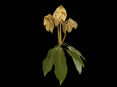 花 银树花 树叶 叶子 花草 花枝