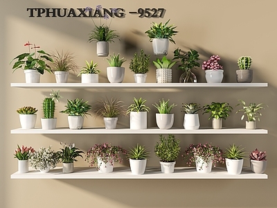 盆栽 绿植盆栽 绿萝 多肉 仙人掌