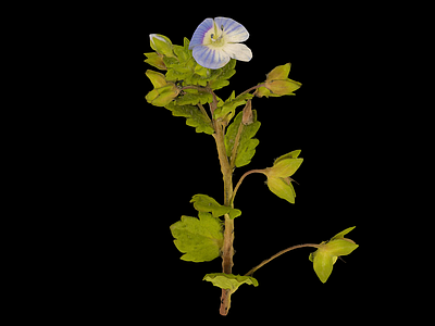花 花 野花 扫描花 草药 野草