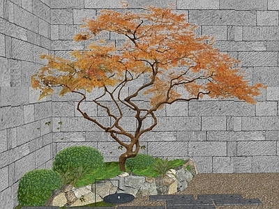 乔木 景观树 造型树 红枫
