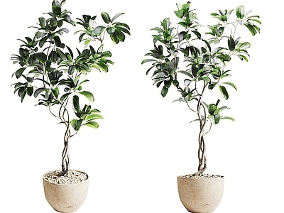 盆景 绿植 盆栽盆栽 植物