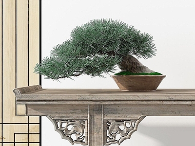 现代盆栽