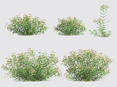 花 花草灌木