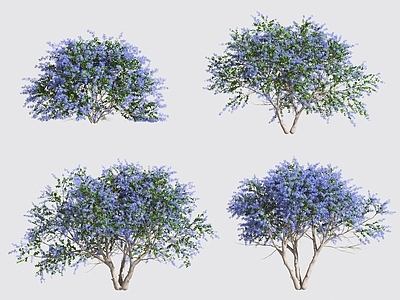 灌木 花草灌木
