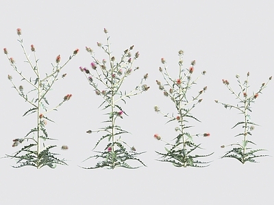 花 花草灌木
