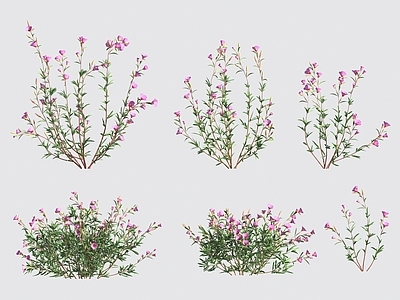 花 花草灌木
