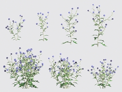 花 花草灌木