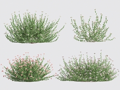 花 花草灌木