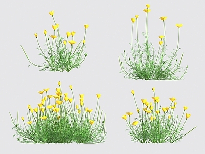 花 花草灌木